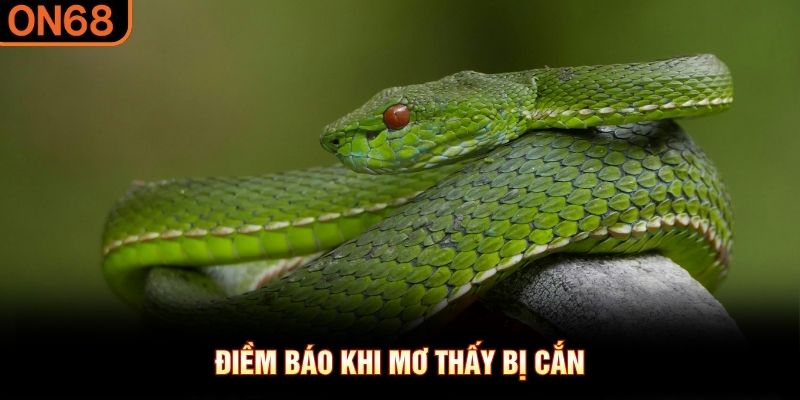 Điềm b&aacute;o khi mơ thấy bị cắn