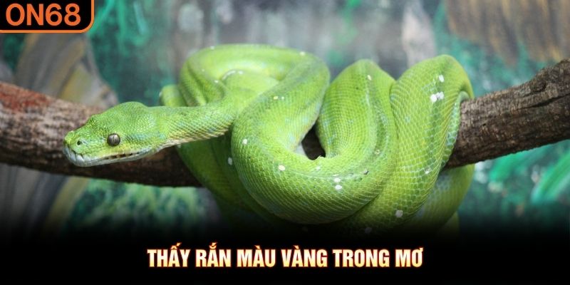 Thấy rắn m&agrave;u v&agrave;ng trong mơ
